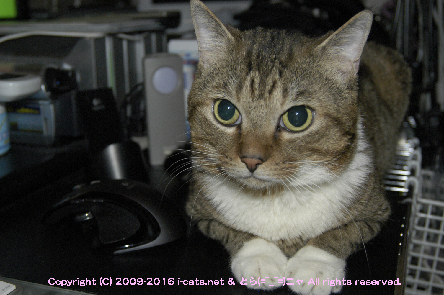DSC_0010.jpg