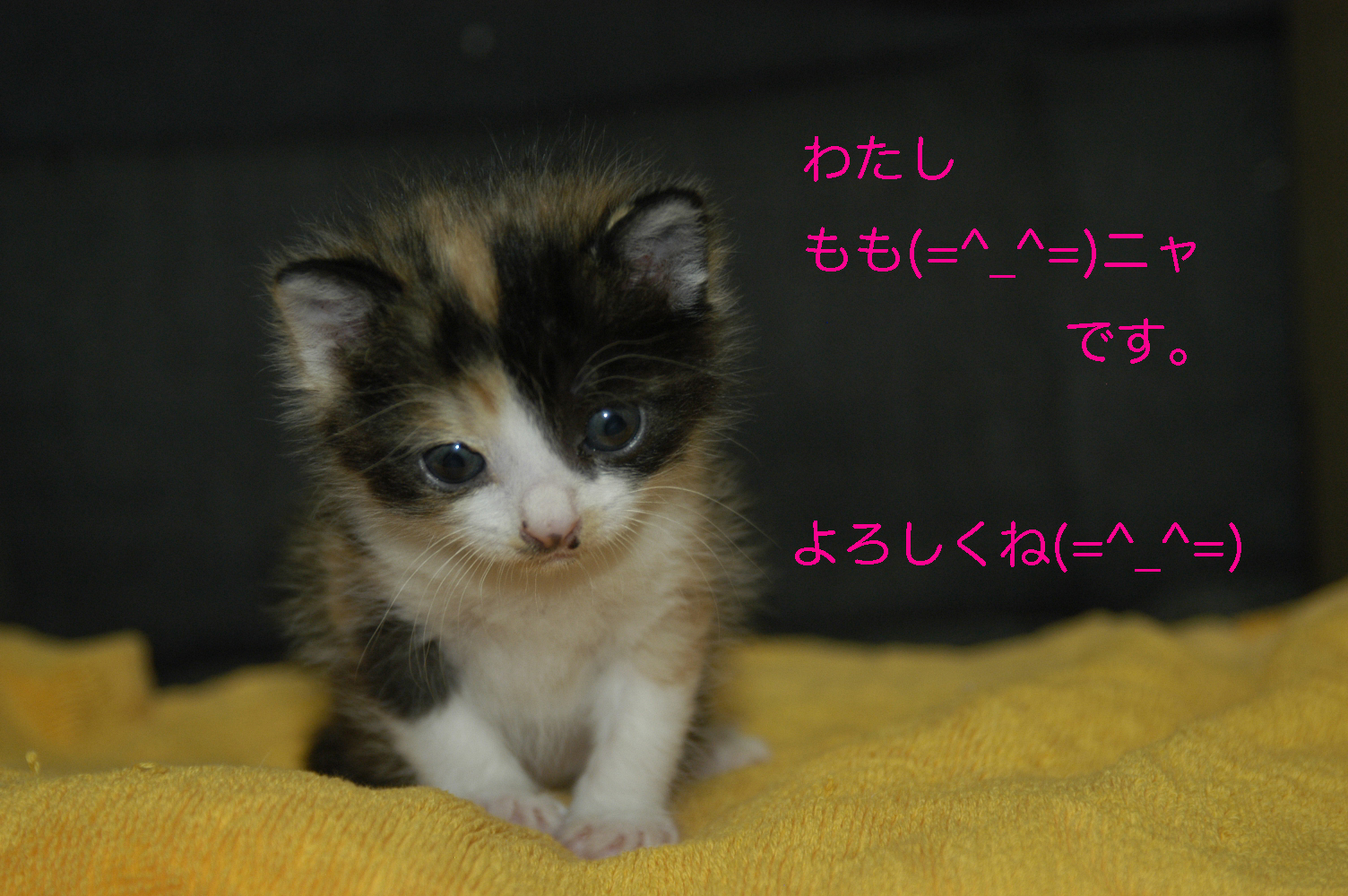 dsc_0008.jpg