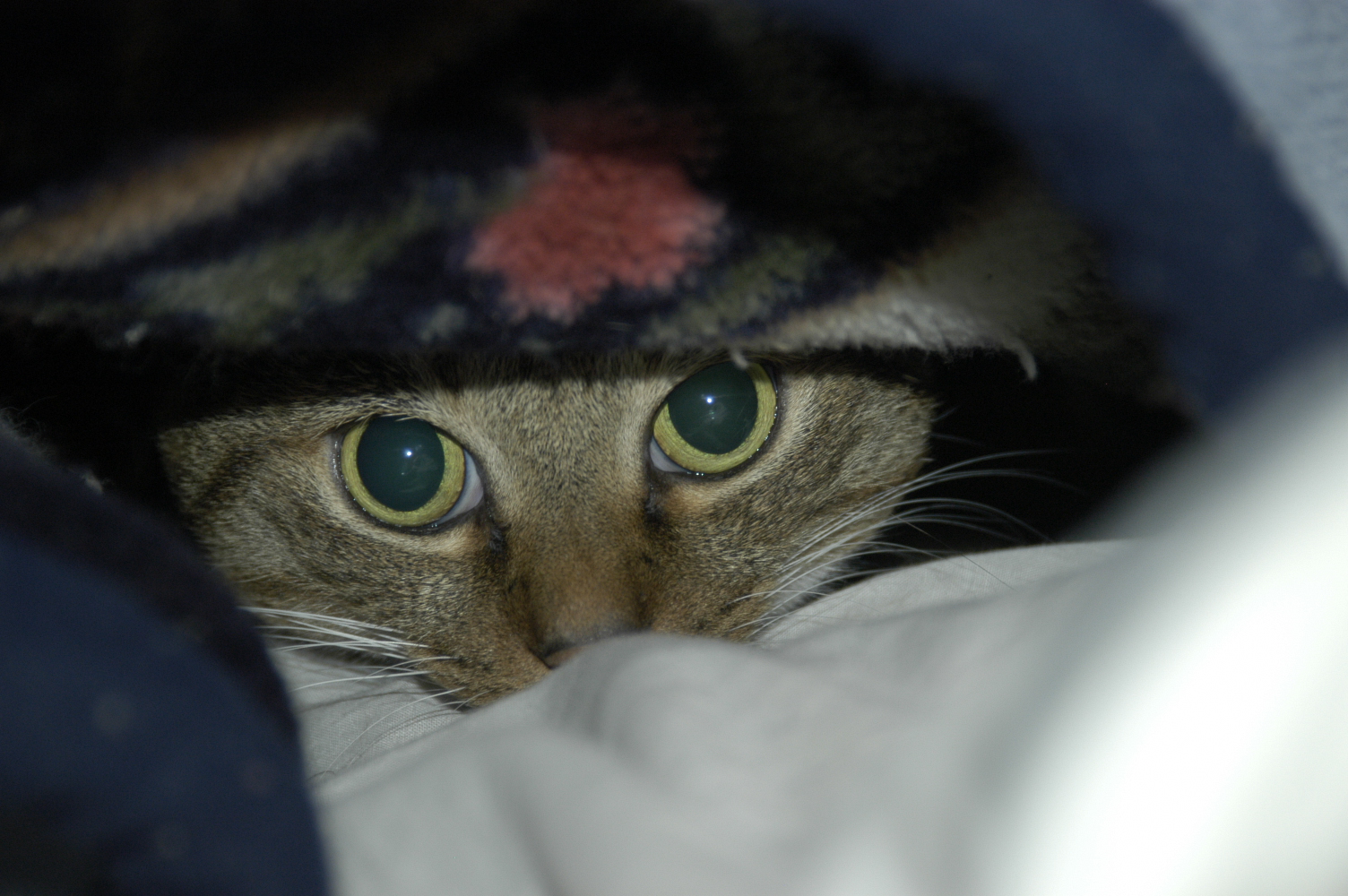 dsc_0016.jpg